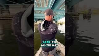 Mystery Fish on the River! #rivermonster #bridgefishing #bigcatfish