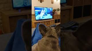 Bob watching Griffin Frenchie