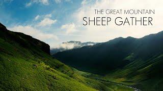 The Great Mountain Sheep Gather