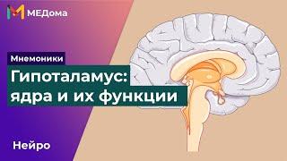 ГИПОТАЛАМУС - мнемоники: ядра гипоталамуса, функция ядер гипоталамуса / USMLE step 1 | Медома