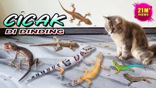 CICAK CICAK DI DINDING ~ Gecko Cicak Tokek VS Kucing Persia | Lagu Cicak