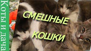 #СМЕШНЫЕ КОШКИ*/* приколы про кошек и котов 2019*/* эпизод из кошачьей жизни*/*