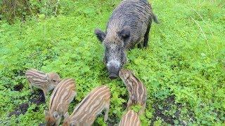 Дикая кабаниха Маня с дитями. Wild Boar