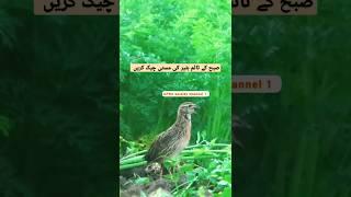 batair ki Awaz2023#quail #batairkiawaz #youtubeshorts #ytshorts #shorts