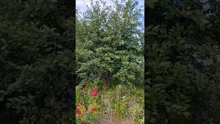 Чем чаще и плотнее сажать плодовые, тем больше выкорчевывать (опыт) #дача #плодовые #тольятти