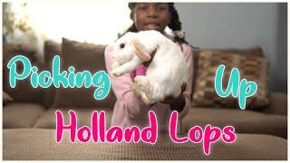 Holland Lop Bunny Care - Picking Up My Holland Lops