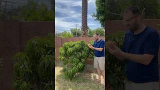 Our Dwarf Bonanza Peach Tree and it’s Delicious and Abundant Peaches!