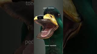 Duck#mallard#anatomy#structure#labelledstructure#shorts#