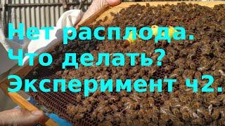 Нет расплода. Что делать? Эксперимент. Часть 2