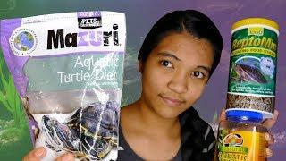 HOW TO FEED TURTLES - The Basics | Turtle 101