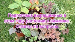 Растения этого года Подготовка к  зиме️ Определяем место для зимовки