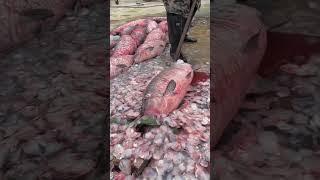 Meat Fish Cutting #meatlovers #fishcutting_skills #seafood #shortfeed