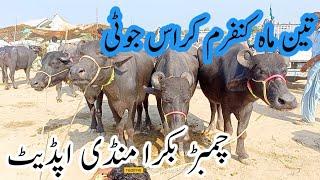 adults buffalo ready to cross rates update by Sindhi cattle market