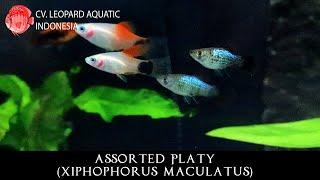 Xiphophorus maculatus THE HAPPY Assorted Platy. (Leopard Aquatic E001A)