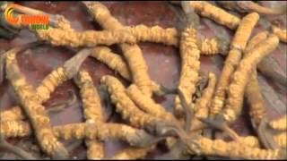 Cordyceps business grows FOHOW-WORLD collection