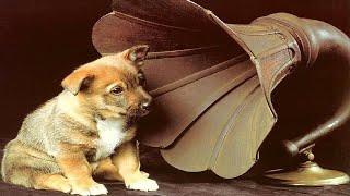 Dog calming music (Best Sound)