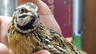 زنده گیری بودنه وحشی نر بلدرچين Quail hunting