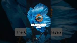 The Queen of Himalayan Flowers