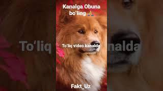 Dunyodagi eng qiziqarli faktlar #dunyodagi #eng #qiziqarli #faktlar