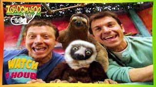  Zoboomafoo with the Kratt Brothers! HD | Full Episodes Compilation 3 