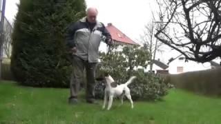 Hundehalter aus Wildeck-Hönebach hat preisgekrönten Foxterrier