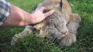 Max Canada Lynx - I'm a Big Baby 2