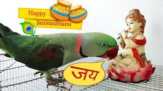 Happy Krishna Janmashtami 2021 from Pablo Parrot Family