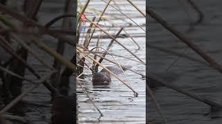 MINK On The LOOSE! Watch This AMERICAN MINK Go For A SWIM!