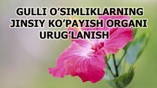 GULLI O'SIMLIKLARNING JINSIY KO'PAYISH ORGANI URUG'LANISH.