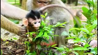 Newborn Baby Monkey is cared by Mom Villa and Amara|Monkey Hub