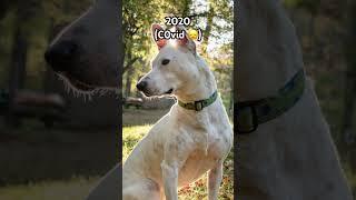 Biscuit through the tears #mistermainer #dogs #rescuedogs #shorts #dogsofyoutube #dogshorts