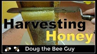 Harvesting Honey | How to harvest honey from a beehive