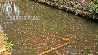 CARA BUDIDAYA IKAN NILA DI KOLAM TANAH!