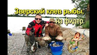 Зверский клев рыбы на Днепре, ловим фидером. (#фидер на реке) #feeder fishing 
