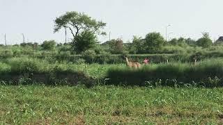 nilgai in village up