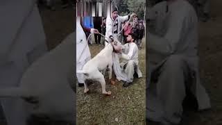 #shortvideo dangerous bully kutta #short