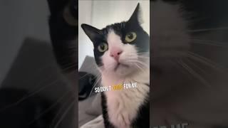 What Your Cat's Face Shape Really Means 