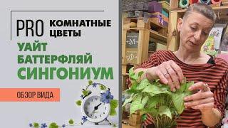 Сингониум Уайт Баттерфляй - белая бабочка | Неприхотливая лиана | Уход, полив, пересадка