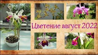 Цветение 08.22. Cattleya Hardyana , Cattleya Kienastiana, Lycaste cruenta, Cattleya Mrs G E Baldwin
