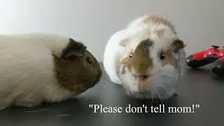 Two Guinea Pigs Argue Over A PS4