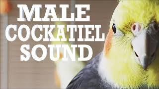 Male Cockatiel Sounds and Noises for your Cockatiel,  Companion for Lonely Birds