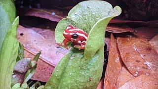 Dart Frogs and Water