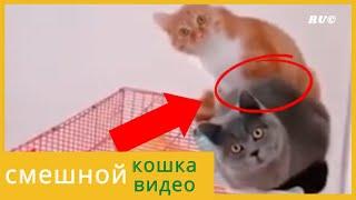 КОШКИ 2020 Смешные Кошки Приколы Кошками и котами Funny Cats 2020