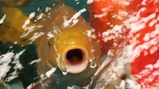 Do I Need An Auto Feeder For My Pond?