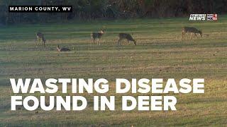 Chronic wasting disease found in deer raises concerns over potential spread