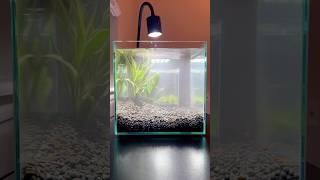 Ember Tetra 5 Gal Tank Setup  #fire #aquarium #fish #aquariumfish #fishtank #plant #aquariumtank