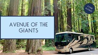 Drive Through the Avenue of the Giants