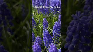#grapehyacinthbulbs #purple #flowers #beautiful #may2024 #canada #laniwonderwoman #lanibacalzo