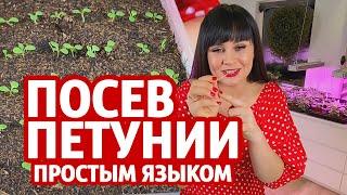 Посев петунии простым языком