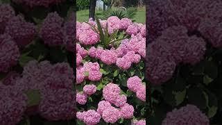 Гигантская гортензия на улицах Аквилеи Италия